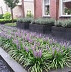 Image result for Liriope muscari Snoeien. Size: 103 x 105. Source: www.pinterest.at