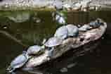 Image result for skildpadder. Size: 158 x 105. Source: www.colourbox.dk