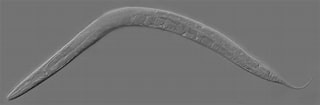 Afbeeldingsresultaten voor "eusirella Elegans". Grootte: 320 x 105. Bron: cienciauanl.uanl.mx