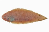 Image result for "cynoglossus Sinusarabici". Size: 158 x 105. Source: fishesofaustralia.net.au