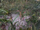 Image result for "parundella Caudata". Size: 140 x 105. Source: www.mozambiqueflora.com