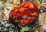 Image result for "geitodoris Planata". Size: 149 x 105. Source: inpn.mnhn.fr