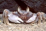 Image result for "ocypode Ceratophthalma". Size: 153 x 105. Source: www.ryanphotographic.com