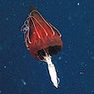 Afbeeldingsresultaten voor Helmet Jellyfish. Grootte: 105 x 105. Bron: en.wikipedia.org