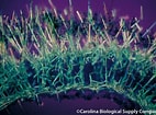 Afbeeldingsresultaten voor Grantia capillosa Onderrijk. Grootte: 142 x 105. Bron: www.flickr.com