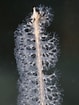 Image result for Virgularia mirabilis. Size: 79 x 105. Source: www.seawater.no