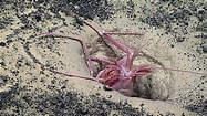 Image result for "thaumastocheles Japonicus". Size: 187 x 105. Source: oceanexplorer.noaa.gov
