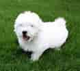 Image result for Coton de Tulear Valper. Size: 117 x 105. Source: animalsbreeds.com