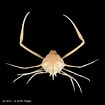 Image result for "arcania Gracilis". Size: 105 x 105. Source: www.crustaceology.com