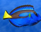 Image result for Tang Fish Species. Size: 134 x 105. Source: www.pinterest.ca