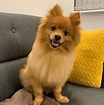 Image result for Pomeranian. Size: 104 x 105. Source: www.learnaboutnature.com