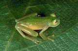 Image result for "doliolina Muelleri". Size: 161 x 105. Source: www.inaturalist.org