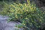 Image result for Ribes odoratum. Size: 158 x 105. Source: landscapeplants.oregonstate.edu