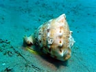 Image result for Mollusks Swimming. Size: 140 x 105. Source: seaundersea.com