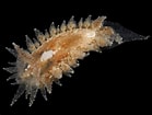 Image result for "janolus Hyalinus". Size: 139 x 105. Source: www.aphotomarine.com