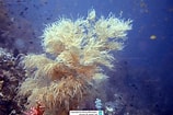 Image result for Antipathes arborea. Size: 158 x 105. Source: www.reeflex.net