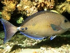 Image result for "psenes Maculatus". Size: 139 x 105. Source: fishesofaustralia.net.au