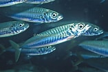 Afbeeldingsresultaten voor "decapterus Punctatus". Grootte: 157 x 105. Bron: marinelifeimages.photoshelter.com