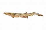 Bildresultat för "asymbolus Vincenti". Storlek: 159 x 105. Källa: fishesofaustralia.net.au