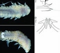 Image result for "bathysolea Profundicola". Size: 120 x 105. Source: www.researchgate.net