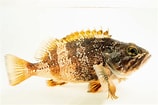 Image result for "helicolenus Dactylopterus". Size: 158 x 105. Source: www.joelsartore.com