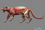 Résultat d’image pour Snow Leopard Anatomy. Taille: 159 x 105. Source: savecatchingfire.blogspot.com