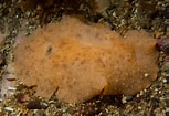 Image result for "archidoris Pseudoargus". Size: 153 x 105. Source: www.britishmarinelifepictures.co.uk