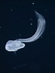 Image result for "bathochordaeus Charon". Size: 79 x 105. Source: www.pinterest.com