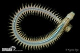 Image result for "nephtys Pulchra". Size: 158 x 105. Source: water.iopan.gda.pl