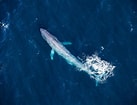 Afbeeldingsresultaten voor Baleen Whale. Grootte: 137 x 105. Bron: www.nytimes.com