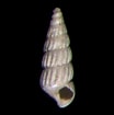 Image result for Pyramidellidae. Size: 104 x 105. Source: neogeneatlas.net