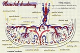 Image result for Cardiapoda Placenta Anatomie. Size: 157 x 105. Source: www.pinterest.de