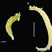 Image result for "tomopteris Planktonis". Size: 105 x 105. Source: www.researchgate.net