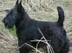 Image result for Skotsk terrier. Size: 141 x 105. Source: rasehunder.com