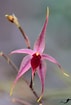 Afbeeldingsresultaten voor "gyptis Propinqua". Grootte: 71 x 105. Bron: www.orchidroots.com