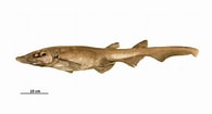 Image result for "apristurus Laurussoni". Size: 195 x 105. Source: descna.com