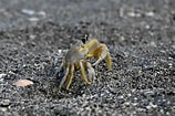 Image result for white Ghost Crab. Size: 158 x 105. Source: www.wildsouthflorida.com