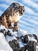 Résultat d’image pour Snow Leopard in Mountains. Taille: 79 x 105. Source: www.pinterest.com