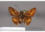 Afbeeldingsresultaten voor "sagitta Peruviana". Grootte: 147 x 105. Bron: www.butterfliesofamerica.com