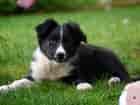 Image result for Border Collie kost. Size: 140 x 105. Source: pxhere.com