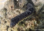 Image result for "holothuria Coluber". Size: 147 x 105. Source: www.snorkeling-report.com