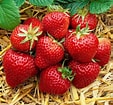 Image result for Strawberry Plants. Size: 113 x 105. Source: www.gardenersdream.co.uk