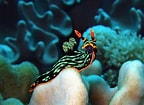 Image result for Mollusks Swimming. Size: 144 x 105. Source: medium.com