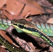 Image result for Dendrelaphis cyanochloris. Size: 107 x 105. Source: www.researchgate.net
