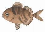 Image result for "psenes Maculatus". Size: 147 x 105. Source: fishillust.com