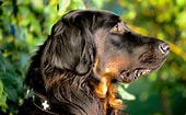 Bilderesultat for Gordon Setter. Størrelse: 170 x 105. Kilde: fishsubsidy.org