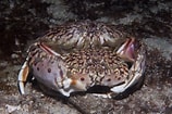 Image result for "calappa Flammea". Size: 158 x 105. Source: www.crabdatabase.info