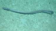 Image result for "ilyophis Brunneus". Size: 189 x 105. Source: www.marinespecies.org