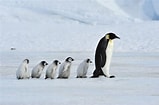 Image result for Arctapodema Antarctica familie. Size: 159 x 105. Source: www.dierenfun.com