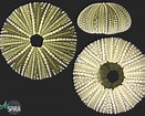 Image result for Lytechinus variegatus Order. Size: 131 x 105. Source: allspira.com